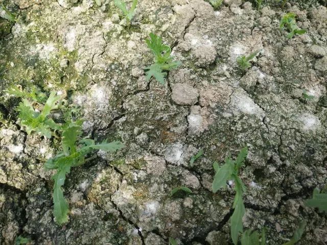 為什么我們常年種植同種作物產(chǎn)量會下降？