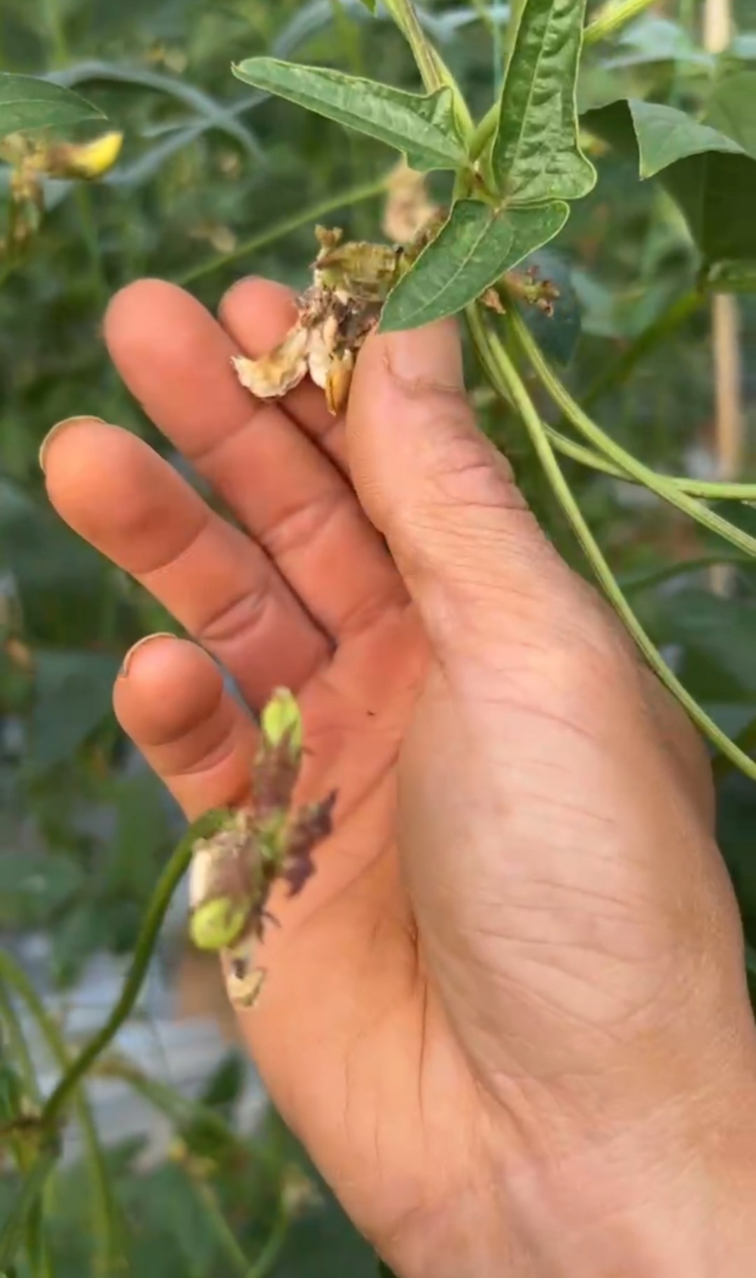 豆角敗花落花嚴重，什么原因？