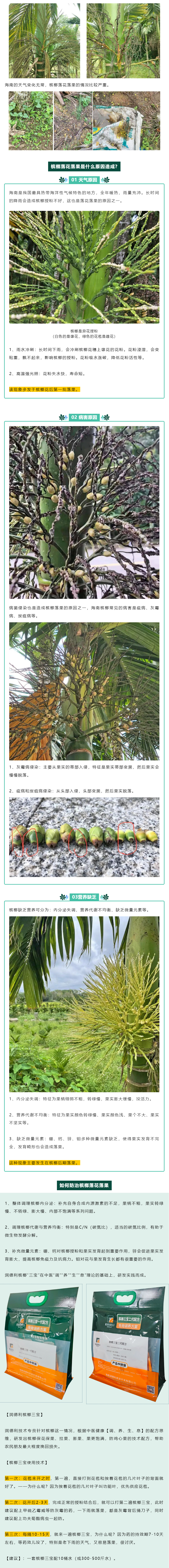 檳榔落花落果的原因是什么？如何防治？.png