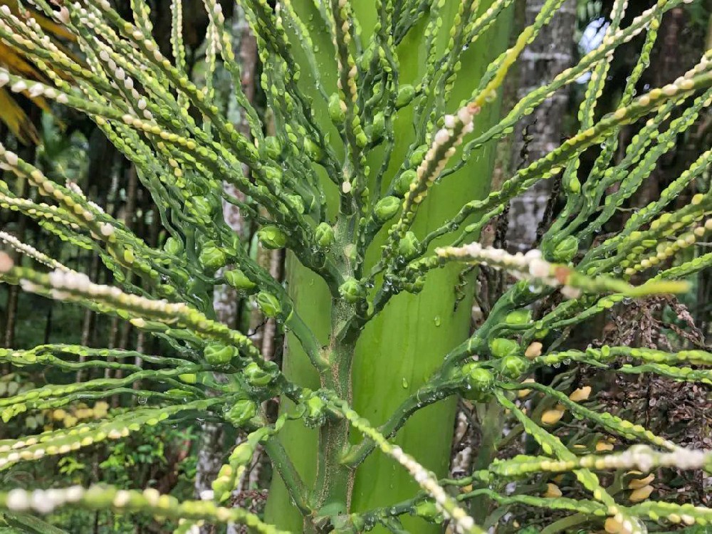 檳榔落花落果的原因是什么？如何防治？