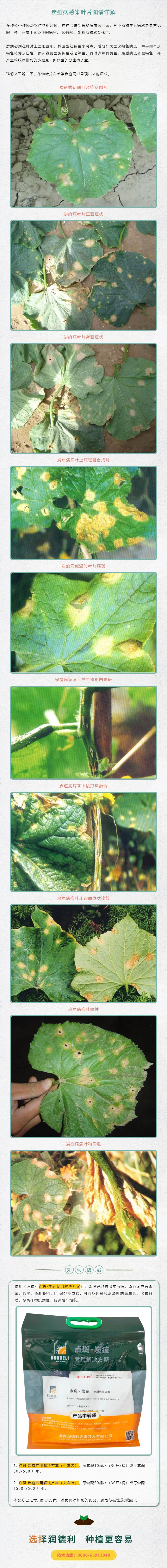 炭疽病感染葉片圖譜詳解.png